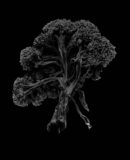 Broccoli - 1